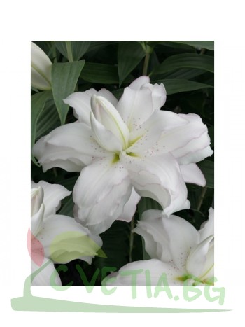 Лилиум " Lotus Beauty" LL83